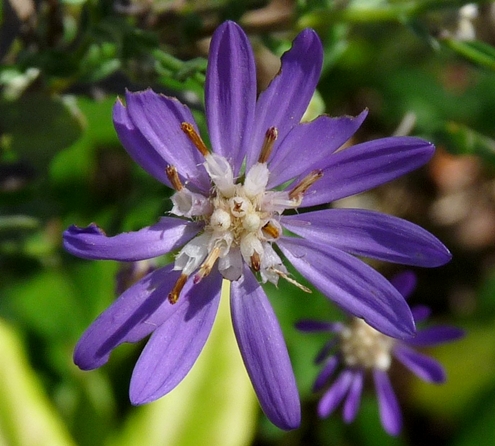 {Symphyotrichum concolor}